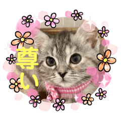 [LINEスタンプ] 長脚マンチカンのスタンプ