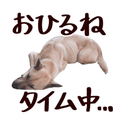 [LINEスタンプ] 汎用性の高いまろち