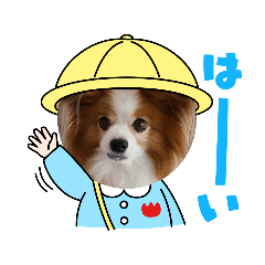 [LINEスタンプ] ぱぴぱぴパピヨン70