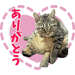 [LINEスタンプ] ヨシノブ