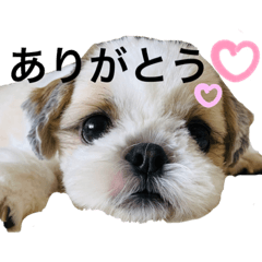[LINEスタンプ] シーズーピコスタンプ5