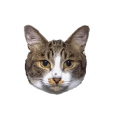 [LINEスタンプ] うちの猫の適当切り抜きスタンプ