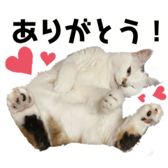 [LINEスタンプ] 森内家のにゃんこ！⑤みみver