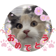 [LINEスタンプ] びす家物語（びすけ、みるふ）／non06