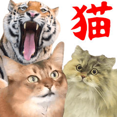 [LINEスタンプ] 猫ミーム✨ハッピーな猫のなかま達