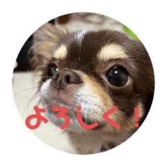 [LINEスタンプ] 犬三昧ver19