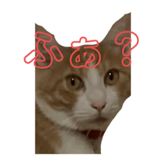 [LINEスタンプ] 猫まじ顔スタンプ