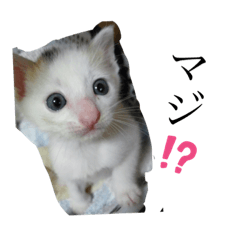 [LINEスタンプ] ニャンワン シリーズ
