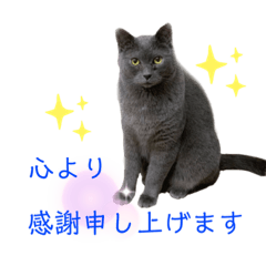 [LINEスタンプ] 猫スタッフスタンプ よく使う挨拶編 part2