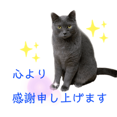 [LINEスタンプ] 猫スタッフスタンプ よく使う挨拶編 part2の画像（メイン）