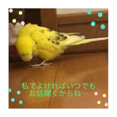 [LINEスタンプ] セキセイインコのスタンプ その9