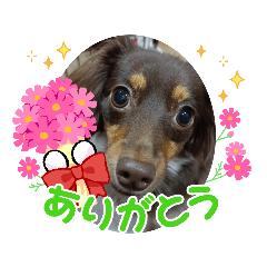 [LINEスタンプ] いぬころもち