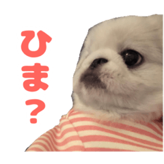 [LINEスタンプ] ペキニーズみるくのスタンプ