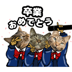 [LINEスタンプ] 猫キジトラ可愛いスタンプ 2(春編)