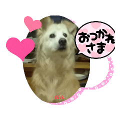 [LINEスタンプ] 名犬Bisk.