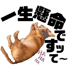 [LINEスタンプ] らぶぞぅ13