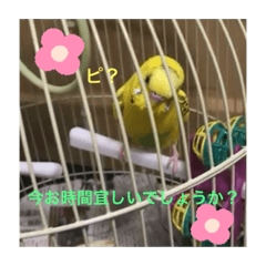 [LINEスタンプ] セキセイインコのスタンプ その13