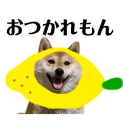 [LINEスタンプ] 柴犬 はなごんちゃん