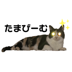 [LINEスタンプ] たまです！