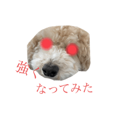 [LINEスタンプ] 僕の犬日記          プレミアム