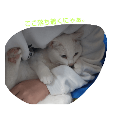 [LINEスタンプ] 猫スタンプにゃぁーん