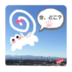 [LINEスタンプ] 空飛ぶ猫ちゃんのメッセージです。