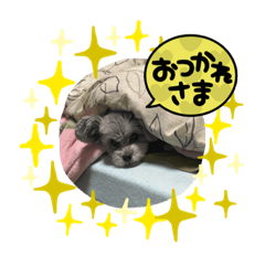 [LINEスタンプ] モカの日常A