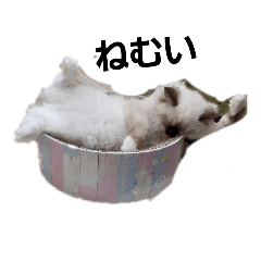 [LINEスタンプ] かわゆし動物スタンプ1