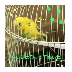 [LINEスタンプ] セキセイインコのスタンプ その14