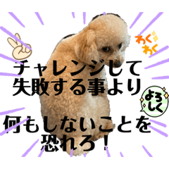 [LINEスタンプ] 可能思考のトイプードル兄弟 仁と礼 3