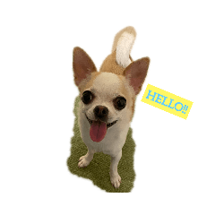 [LINEスタンプ] 日常スタン部！愛犬きくの日常スタンプ1
