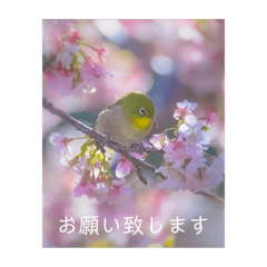 [LINEスタンプ] メジロの写真であいさつ