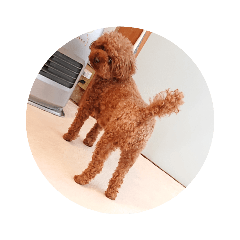 [LINEスタンプ] 写真だけの犬