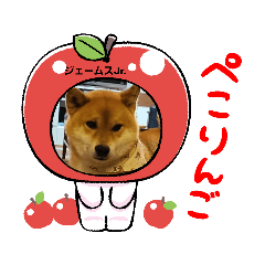 [LINEスタンプ] 柴犬ジェームスJr.9