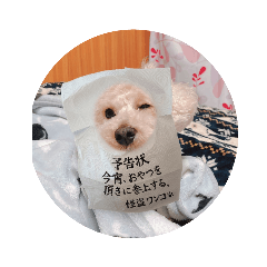[LINEスタンプ] トイプードルのくしな