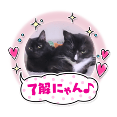 [LINEスタンプ] ガッシーねこーず40にゃんシリーズ⑯