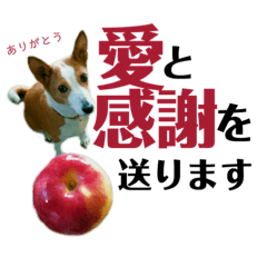 [LINEスタンプ] 癒される動物のお友達