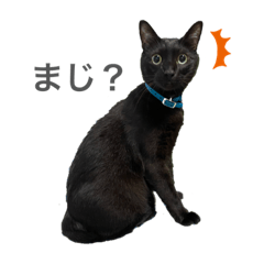 [LINEスタンプ] 黒猫のジジすけ