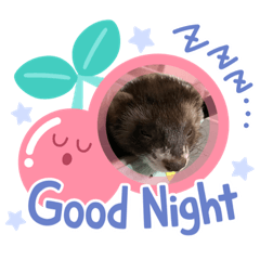 [LINEスタンプ] モカ、ちょこ