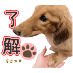 [LINEスタンプ] 日常❤︎毎日使える可愛いダックス