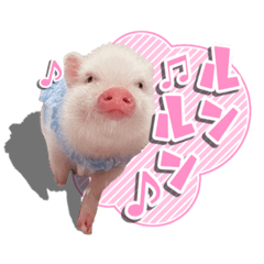 [LINEスタンプ] pigちゃんスタンプ！〜第2弾〜