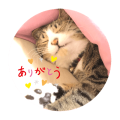 [LINEスタンプ] きじとらひなのスタンプ