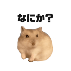 [LINEスタンプ] はむこですがなにか？