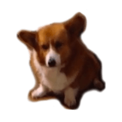 [LINEスタンプ] コーギーのりんたろう2
