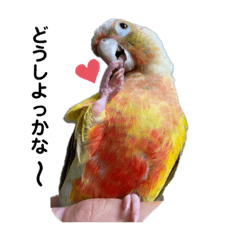 [LINEスタンプ] ウロコインコのうりpart3