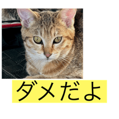 [LINEスタンプ] ニャロのスタンプ