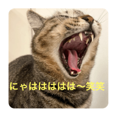 [LINEスタンプ] ねこ猫ネコちゃんだらけ