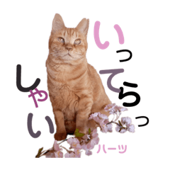 [LINEスタンプ] ハーツ保護猫シェルター支援・春と家族連絡