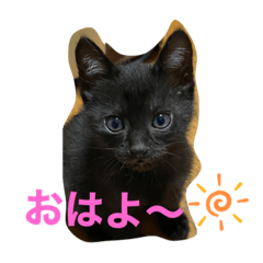 [LINEスタンプ] 黒猫ブラザーズの日常2