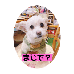 [LINEスタンプ] ころたんのごあいさつ